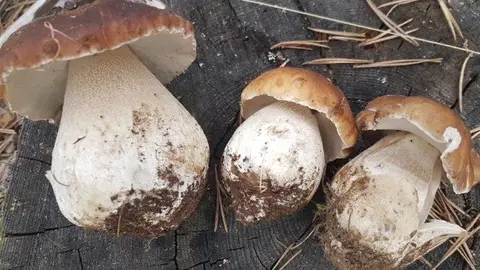 BOLETUS