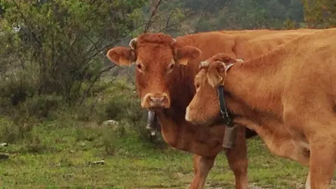 Vacas 2