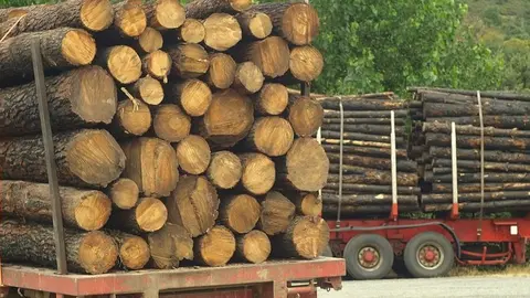 Corta de pinos