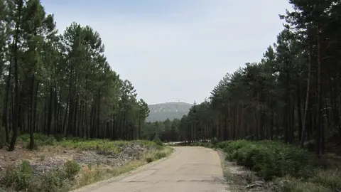Carretera de Muriel a Cubilla