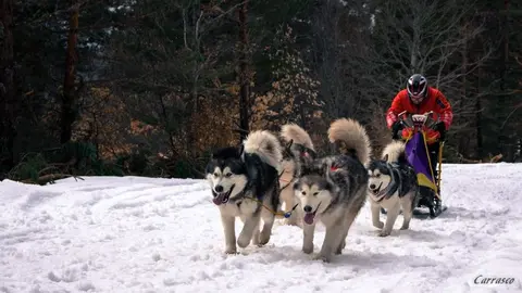 MUSHERS 7