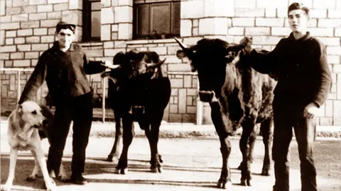 VACA SERRANA COVALEDA