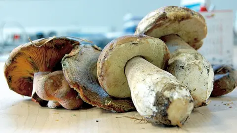 Hongos copia