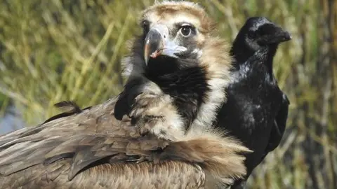 Imagen del buitre negro Brinzola