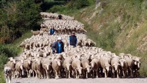 TRANSHUMANTES EN LOS CAMPOS EN SORIA