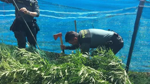 Cultivo de marihuana