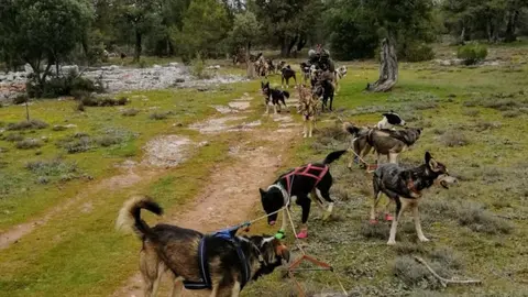 cabrejas perros 2