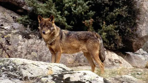 lobo 1