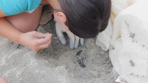 diente de terópodo en el yacimiento de Torrelara