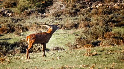 Ciervo durante la berrea en la Sierra de la Demanda. Fotografía: Beatriz Montero