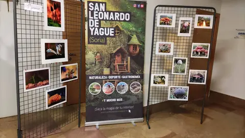 EXPO SAN LEO 1