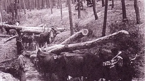 carretas-sacando-pinos