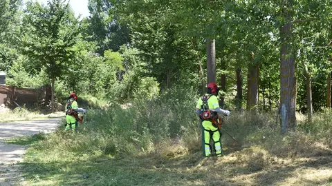 Brigadas Forestales trabajando