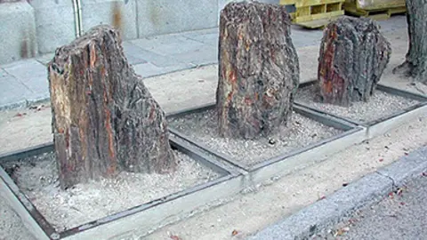 Árboles fósiles de Castrillo de la Reina en el Museo de Ciencias Naturales de Madrid