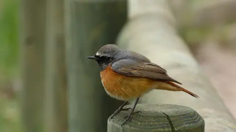 Ave en el parque de El Castillo.
