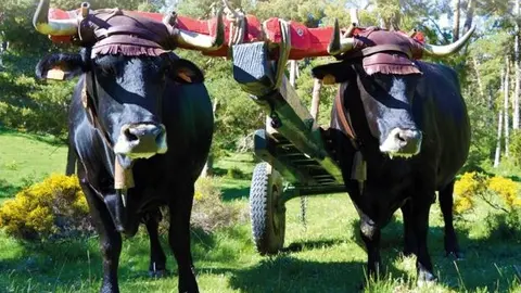 Vacas serranas