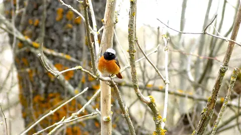 Colirrojoreal macho, Soria