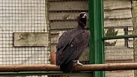 Un buitre negro reposa en el jaulón de aclimatación del Proyecto Monachus en la Sierra de la Demanda. Foto: GREFA.