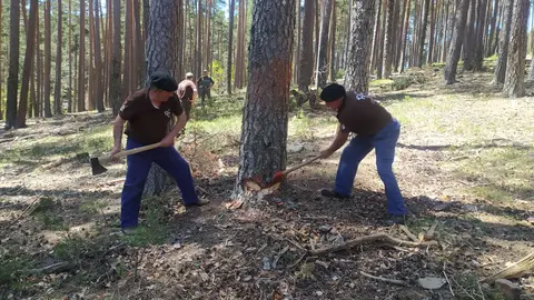 CORTA PINO QUINTANAR (3)