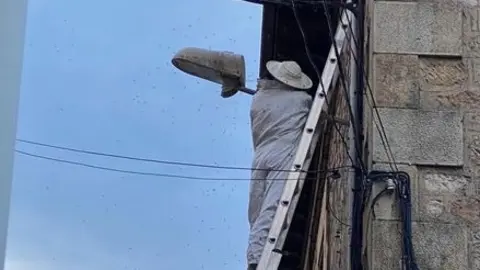 FAROLA ABEJAS