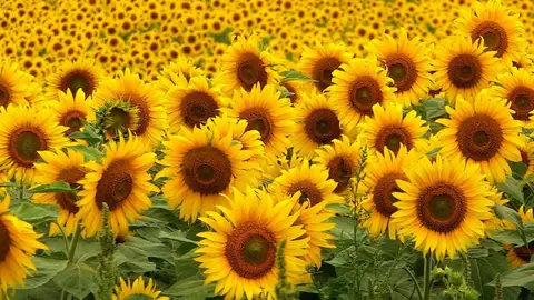 Girasoles