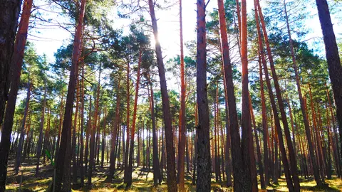 Bosque