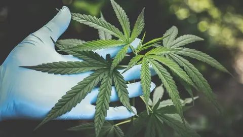 ¿Cuánto tiempo tarda en germinar una semilla de marihuana?
