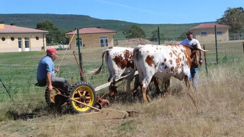 FERIA GANADERA COVALEDA (48)