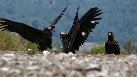 Interacción entre un buitre negro liberado en la Sierra de la Demanda en 2022 (a la izquierda) y otro liberado el año pasado. Foto: GREFA.