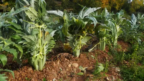 CARDOS EN CULTIVO