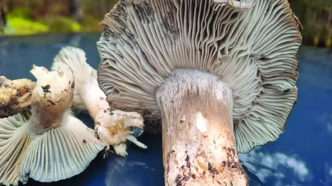 El marzuelo comenzó a brotar durante los primeros días de febrero