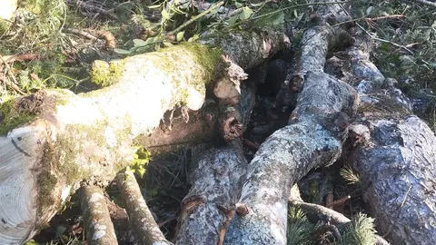 TABLA DE ROBLES EN TOLBAÑOS (1)