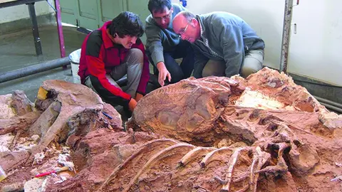 COLECTIVO ARQUEOLÓGICO Y PALEONTOLÓGICO Salas