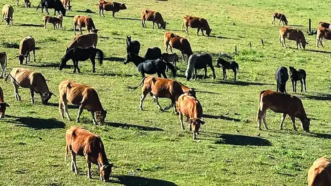 vacas