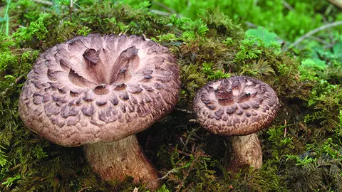 La seta de piel de corzo o 'Sarcodon imbricatus' es una de las que pasan desapercibidas