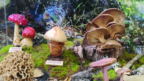 Nueva exposición 'MICOhábitats'de Montes de Soria pasará por Espejón
