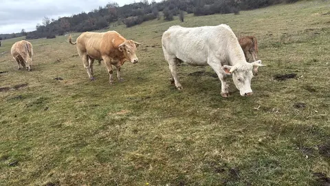 vacas 6686de72-0cc0-431d-80fc-bfa69aa9a350