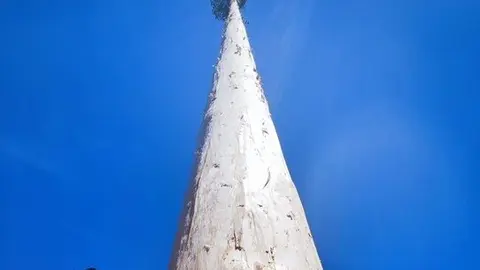 pingada mayo