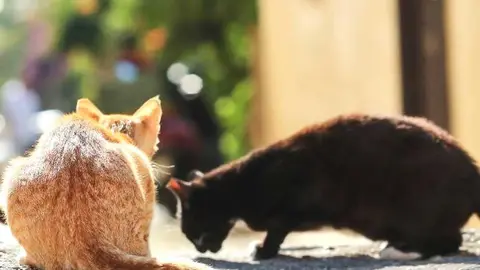 El Ayuntamiento dice que no tiene dinero para gatos - 1