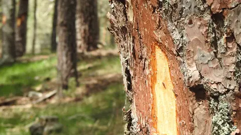 PINOS MARCADOS 2