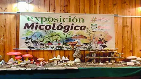 Imagen de la muestra micol&oacute;gica presentada por la Asociaci&oacute;n Montes de Soria