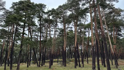 Una sentencia del TSJ  favorable al Ayuntamiento cierra el ciclo judicial con la Sociedad de Maderas de Covaleda