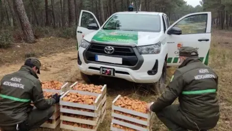EL PSOE denuncia que sólo están cubiertas 4 de las 12 plazas de agentes forestales en pueblos de Pinares Norte de Soria