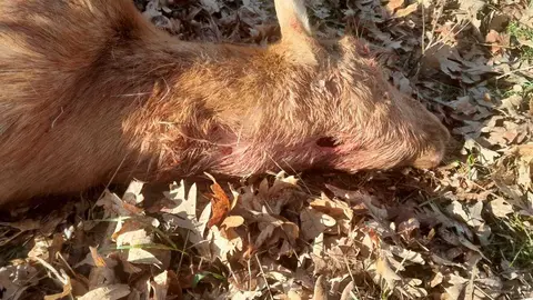 Aumentan los ataques de lobos a rebaños y ganado en la zona de los pueblos pinariegos