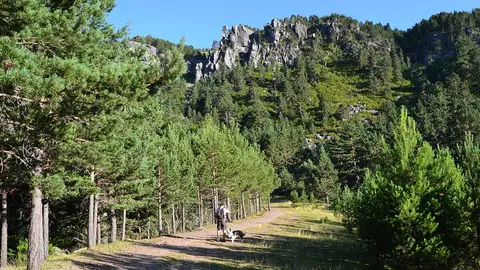 Piden explicaciones a la Junta sobre dos actuaciones en el Espacio natural de Neila con apertura de pista y aprovechamiento forestales
