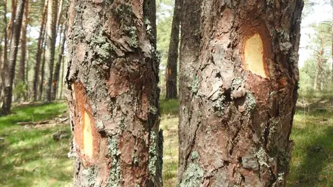 Malestar entre los vecinos de Navaleno por una extensiva tala de pinos  programada en el entorno del casco urbano