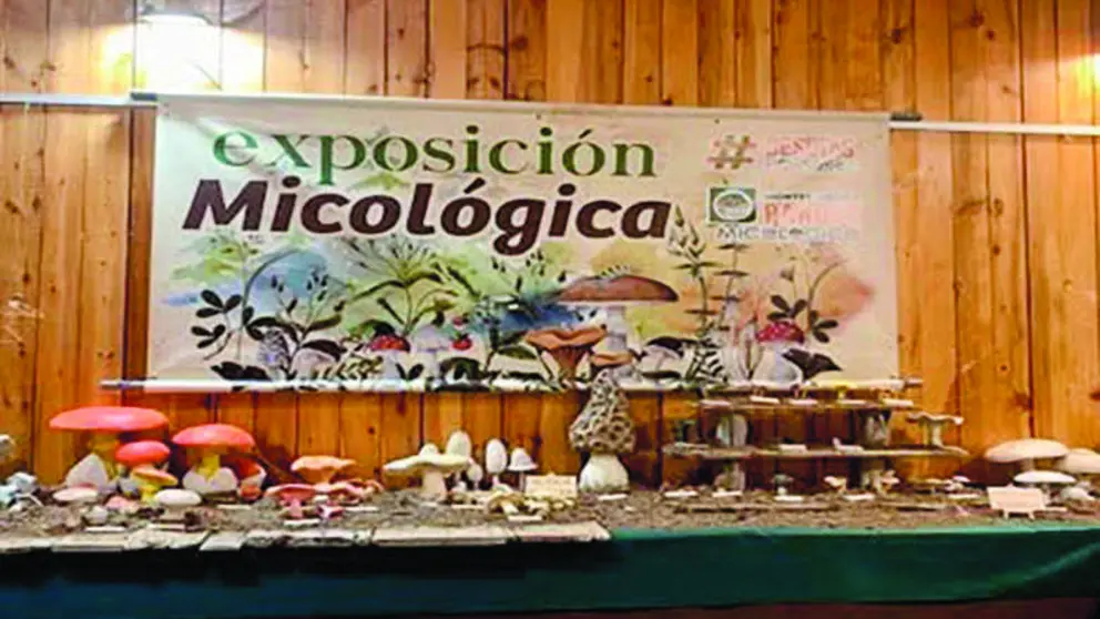 Imagen de la muestra micol&oacute;gica presentada por la Asociaci&oacute;n Montes de Soria