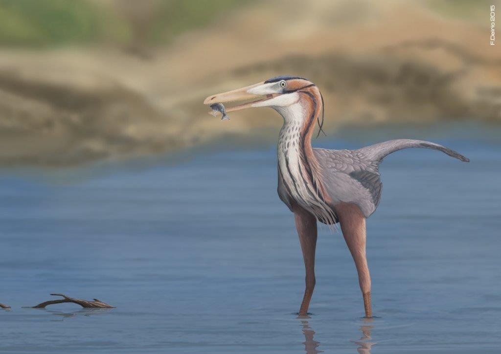 17. Buitreraptor fishing 3º premio