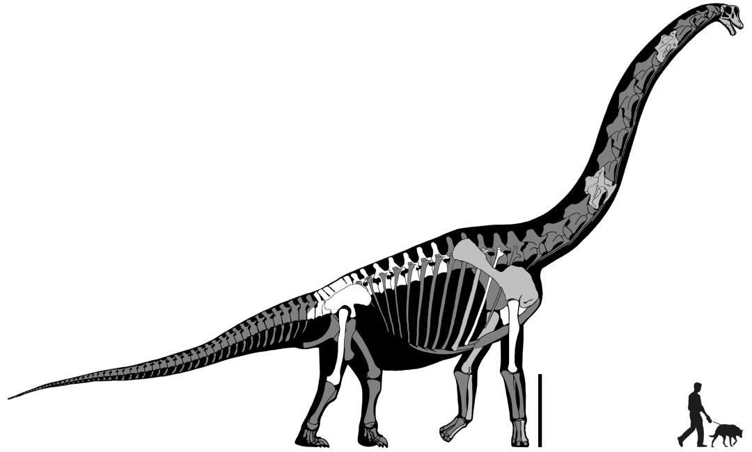 esqueleto de Brachiosaurus