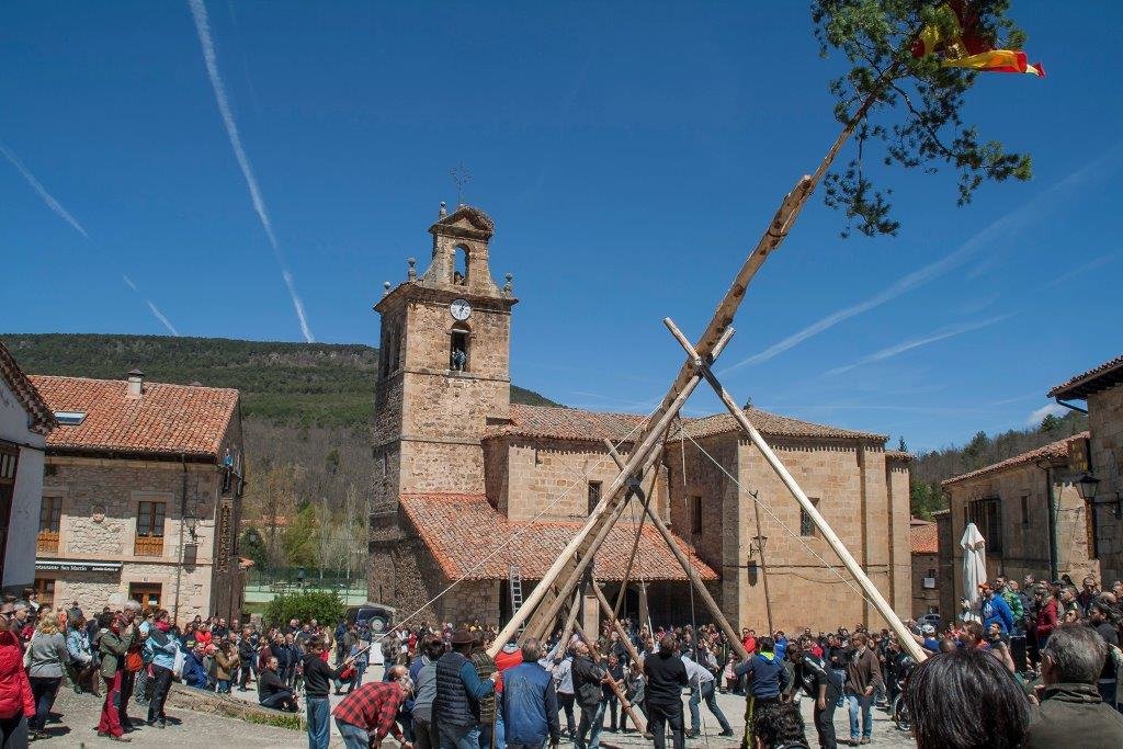 IMG_6556 Pingada del Mayo en Molinos de Duero 2017. Foto Angel Leiva